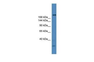 Anti-USP9Y Rabbit Polyclonal Antibody