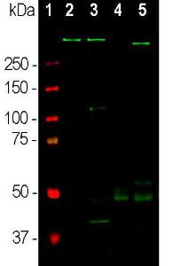 Western blot analysis of different tissu