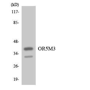 Anti-OR5M3 Rabbit Polyclonal Antibody