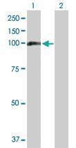 Anti-MTHFD1 Mouse Polyclonal Antibody