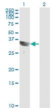 Anti-GSC Mouse Monoclonal Antibody [clone: 4H7]