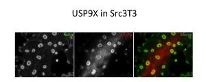 Anti-USP9X Rabbit Polyclonal Antibody