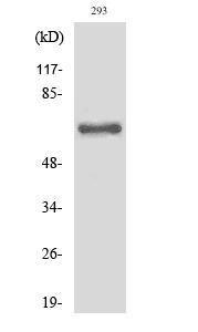 Antibody anti-ITIH2 cleaved ASP702 100 µg