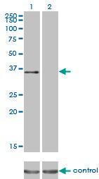 Anti-ATF1 Mouse Monoclonal Antibody [clone: 3E7]