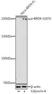 Anti-Brd4 (phospho Ser1070) Rabbit Antibody