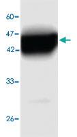 Anti-HSPD1 Mouse Monoclonal Antibody [clone: 6a468]