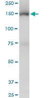 Anti-TRIM33 Mouse Monoclonal Antibody [clone: 6D1]