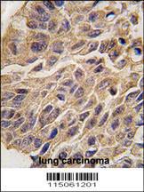 Anti-IDO1 Rabbit Polyclonal Antibody