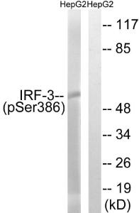 Western blot analysis of lysates from HepG2 cells treated with EGF 200ng/ml 30' using Anti-IRF-3 (phospho Ser386) Antibody The right hand lane represents a negative control, where the antibody is blocked by the immunising peptide