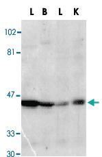 Anti-DFFA Rabbit Polyclonal Antibody