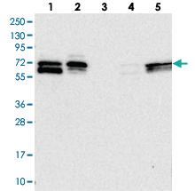 Anti-FAM126B Rabbit Polyclonal Antibody