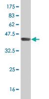 Anti-IFT88 Mouse Polyclonal Antibody