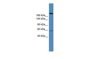 Anti-USP9X Rabbit Polyclonal Antibody