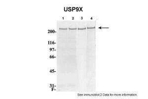 Anti-USP9X Rabbit Polyclonal Antibody