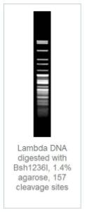 FERMER0922 - ENZYME BSH1236I 250 UNITS