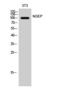 Western blot analysis of 3T3 cells using Anti-TM16G Antibody