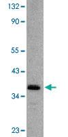 Anti-DFFB Rabbit Polyclonal Antibody