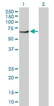 Anti-PI4KAP2 Rabbit Polyclonal Antibody