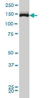 Anti-TRIM33 Mouse Monoclonal Antibody [clone: 6D1]