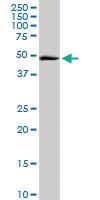 Anti-ITFG2 Rabbit Polyclonal Antibody