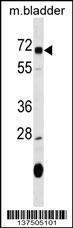 Anti-OSGIN1 Rabbit Polyclonal Antibody (Biotin)