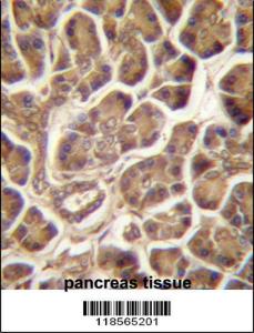 Anti-CSDC2 Rabbit Polyclonal Antibody (FITC (Fluorescein Isothiocyanate))