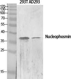 Western blot analysis of various cells using Anti-NPM Antibody