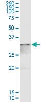 Anti-ANXA4 Rabbit Polyclonal Antibody