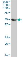 Anti-SMPDL3A Mouse Polyclonal Antibody