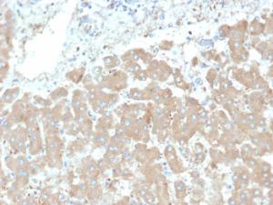 Immunohistochemical analysis of formalin-fixed, paraffin-embedded human liver tissue using Anti-Leptin Receptor Antibody [LEPR/4301]