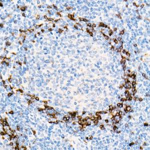 Immunohistochemistry analysis of paraffin-embedded human tonsil using Anti-IgD Antibody [ARC2240] (A305388) at a dilution of 1:100 (40X lens). Perform high pressure antigen retrieval with 10 mM Tris/EDTA buffer pH 9.0 before commencing with IHC staining protocol