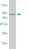 Anti-BMP7 Mouse Polyclonal Antibody