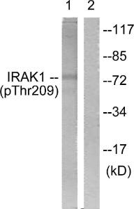 Anti-IRAK Rabbit Polyclonal Antibody