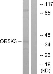 Western blot analysis of lysates from K562 cells using Anti-OR5K3 Antibody. The right hand lane represents a negative control, where the antibody is blocked by the immunising peptide