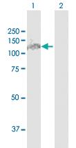 Anti-MTHFD1 Rabbit Polyclonal Antibody