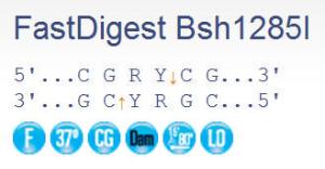 FERMFD0894 - ENZYME FD BSH1285I 100µL (100R)