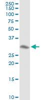 Anti-ANXA4 Rabbit Polyclonal Antibody