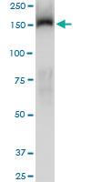 Anti-TRIM33 Mouse Monoclonal Antibody [clone: 6D1]