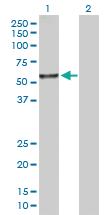 Anti-ITFG2 Rabbit Polyclonal Antibody