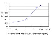 Anti-GSC Mouse Monoclonal Antibody [clone: 4H7]