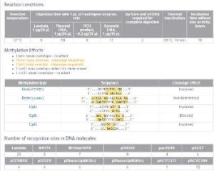 FERMFD1004 - ENZYME FD BSHNI 300µL (300RXN)