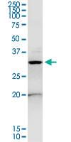 Anti-ANXA4 Rabbit Polyclonal Antibody