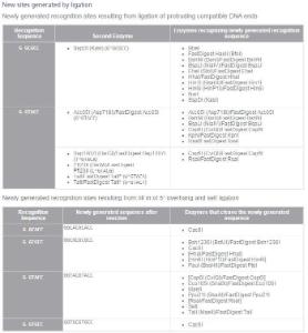 FERMER1001 - ENZYME BSHNI 2000 UNITS