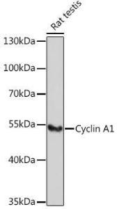 Western blot analysis of extracts of Rat testis, using Anti-Cyclin A1 Antibody (A9730) at 1:1,000 dilution