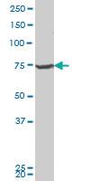 Anti-DBF4 Mouse Polyclonal Antibody