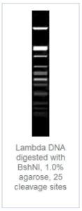 FERMFD1004 - ENZYME FD BSHNI 300µL (300RXN)