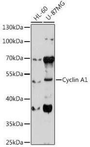 Western blot analysis of extracts of various cell lines, using Anti-Cyclin A1 Antibody (A9730) at 1:1,000 dilution