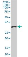 Anti-ANXA4 Rabbit Polyclonal Antibody