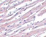 Anti-APAF1 Rabbit Polyclonal Antibody