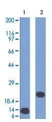 Anti-CD3E Mouse Monoclonal Antibody [clone: C3e/1308]